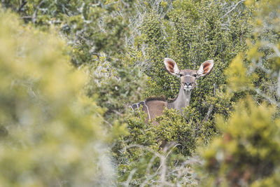 Close-up of deer on field