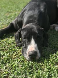 Close-up portrait of dog relaxing on grass