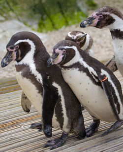 Close-up high angle view of penguin