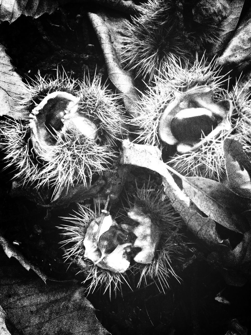 high angle view, close-up, nature, full frame, no people, backgrounds, growth, day, outdoors, spiked, plant, animal themes, natural pattern, cactus, sunlight, directly above, pine cone, freshness, detail