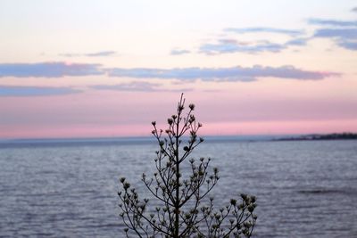 Tree by sea against sky during sunset