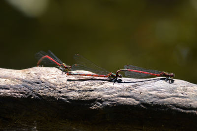 Close-up of damselfly perching on leaf