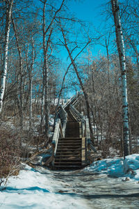 Bare trees in forest during winter