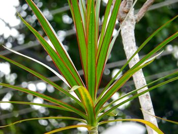 Close-up of plant