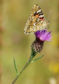 Close-up of butterfly pollinating on purple flower