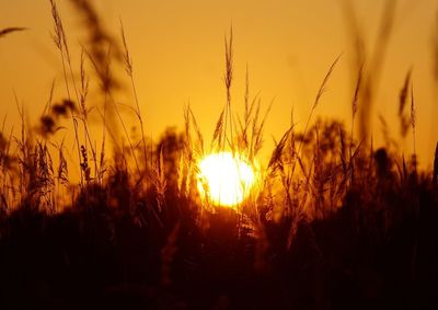 Close-up of wheat field against sky during sunset