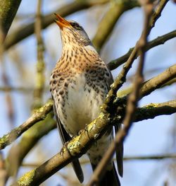 Close-up of bird perching on branch