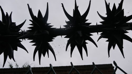 Low angle view of plant against sky