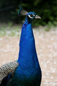 Close-up of peacock