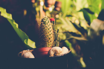 Close-up of cactus potted plant