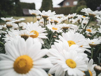 Close-up of white daisy flowers