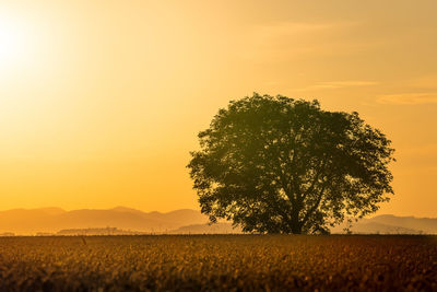 Tree on field against sky during sunset