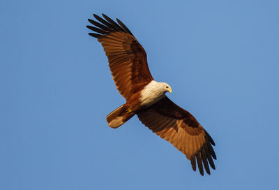 Close-up of brahminy kite flying against clear sky