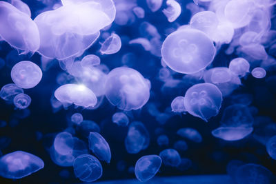 Full frame shot of jellyfish