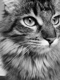 Close-up portrait of cat