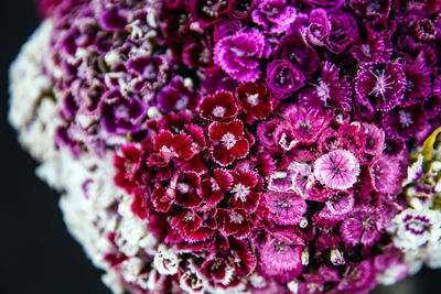 Close-up of pink dahlia flower