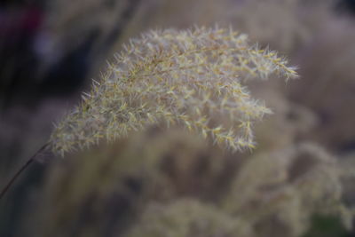 Close-up of plant against blurred background