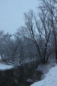 Bare trees on snow covered landscape