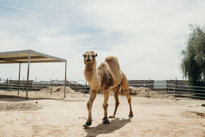 Large camel walking in the sun