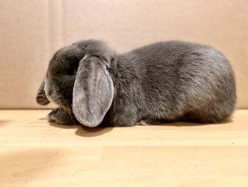 Close-up of a cat sleeping on floor