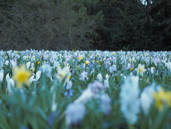 Close-up of white flowering plants on land