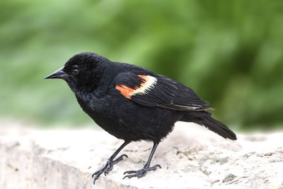 Close-up of a bird perching on a field