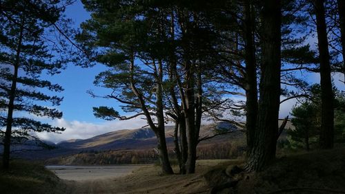 Trees on landscape against sky