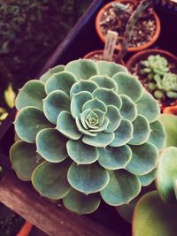 Close-up of succulent plant