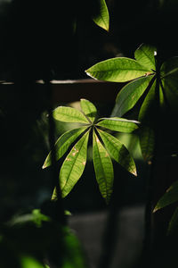 Close-up of plant