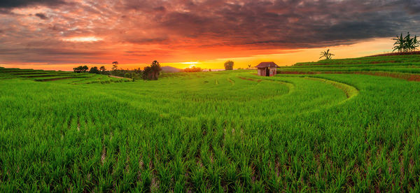 Panoramic view of indonesia's natural landscape with green rice fields and sunset