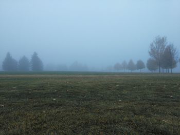 Trees on field against sky