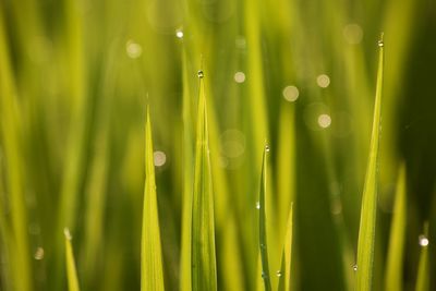 Close-up of wet grass