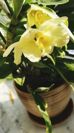 Close-up of yellow flower blooming outdoors