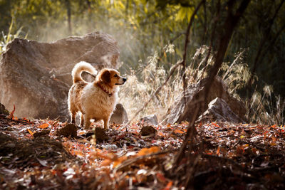 Sheep in a forest