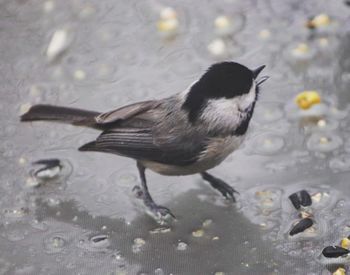 High angle view of bird in water