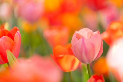 Close-up of pink tulips