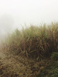 Plants growing on grass against sky