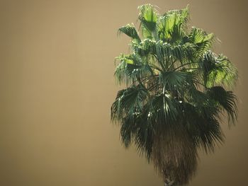 Close-up of palm tree against clear sky