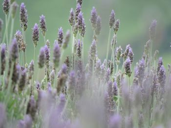 Close-up of purple flowers