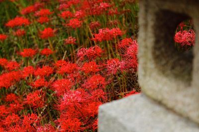 Close-up of pink flowers