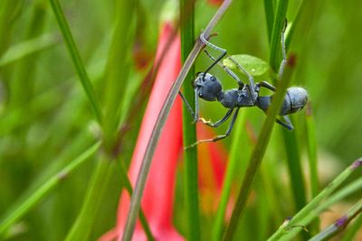 Close-up of ant on grass blades