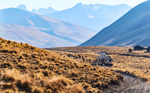 Scenic view of landscape and mountains against sky cordillera real bolivia alpacas 