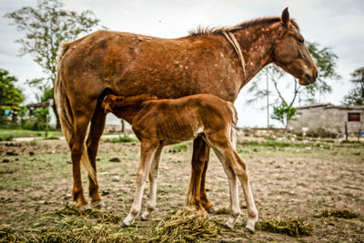 Horse standing in pasture