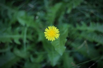 Close-up of yellow flowering plant