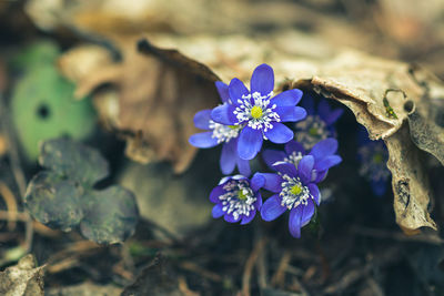 Blue anemone hepatica or hepatica nobilis, the common hepatica, liverwort, kidneywort, or pennywort