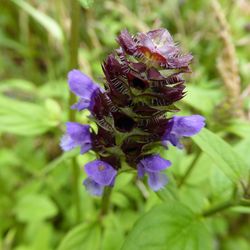 Close-up of purple flowers blooming