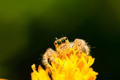 Close-up of spider on yellow flower
