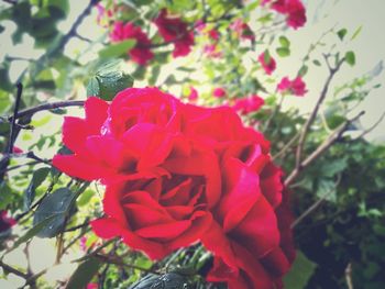 Close-up of red flowers