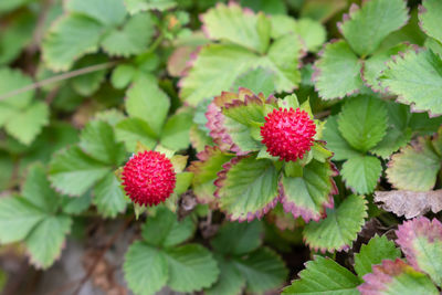 Close-up of red berries on plant