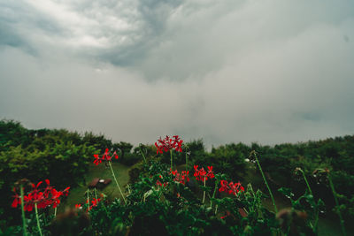 Red flowering plants on field against sky